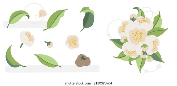 Hojas verdes blandas dibujadas a mano de plantas de té, flores rosas y semillas. Elementos botánicos para el diseño de ilustraciones y logotipo. Conjunto de elementos vectoriales aislados en fondo blanco. EPS 10