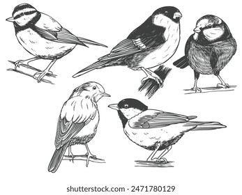 Hand drawn of Songbird bird from different angle views in engraving black and white style isolated on white background. Songbird bird vector illustration.
