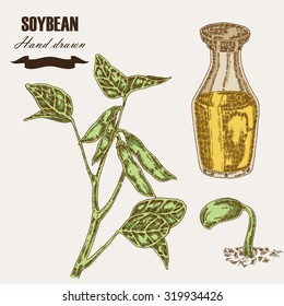 Hand drawn soy plant. Soybean and soy oil in glass bottle. Vector illustration in sketch style