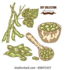 Hand drawn soy plant, soybean, wooden scoop with beans. Vector illustration
