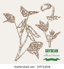 Hand drawn soy plant. Soy twig and soybean. Vector illustration in sketch style