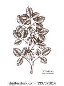 Hand drawn Soya beans illustration. Gluten free food. Agricultural legumes plant drawing with beans, leaves and flowers. Vegan and healthy. Great for packaging, label, icon. Lineart. Vector outlines. 
