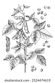 Hand drawn soybean plant illustration