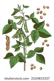 Hand drawn soybean plant illustration
