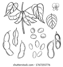 Hand drawn soybean plant on a white background. Vector sketch  illustration.
