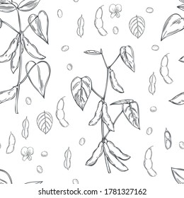Hand drawn soybean plant on a white background. 