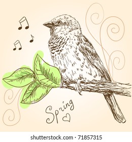 Hand drawn sparrow bird sitting on a branch