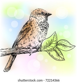 Hand drawn sparrow bird sitting on a branch