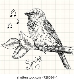 Hand drawn sparrow bird sitting on a branch