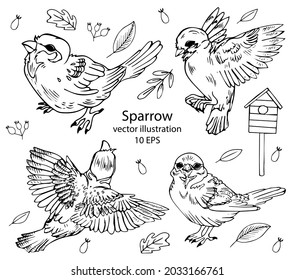 Hand drawn sparrow doodle set. Black and white line bird collection. Vector illustration.