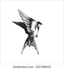 Hand drawn sparrow illustration, small bird, Bird drawing, Black owl, beautiful bird, wild animal