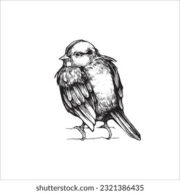 Hand drawn sparrow illustration, small bird, Bird drawing, Black owl, beautiful bird, wild animal