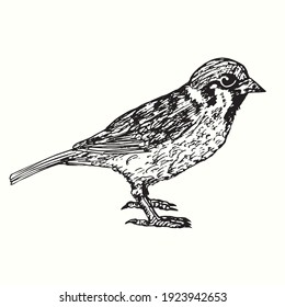 Hand drawn sparrow standing side view. Ink black and white drawing.