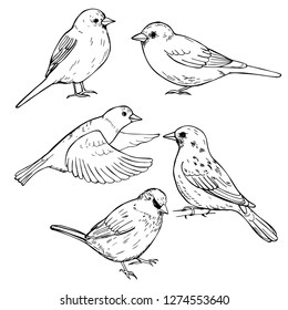 Hand drawn sparrows. Vector sketch  illustration.