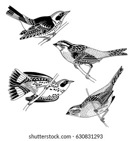 Hand drawn sparrows and warblers, black and white ink illustration