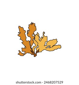 Hand drawn Spatoglossum solieri brown algae graphic illustration. Natural drawing