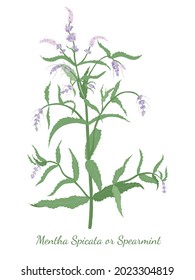 Hand drawn Spearmint or Mentha spicata isolated