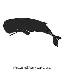Hand drawn sperm whale vector illustration