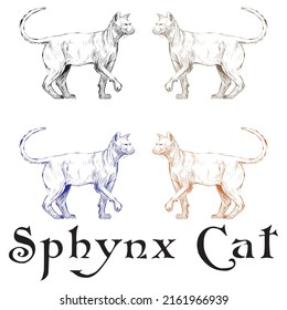 Hand Drawn Sphynx Cat Vector Illustration
