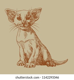 Hand drawn sphynx kitten. Cute cat in engraving style. Pets illustration