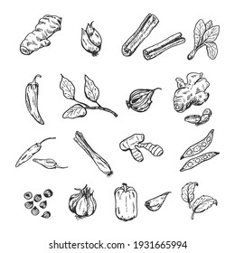 hand drawn spice set. Vector illustrations. Galangal, red onion, cinnamon, herb, chilli pepper, basil leaves, garlic, cayenne pepper, ginger, lemongrass, and other.