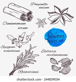 Hand drawn spice set, vector.