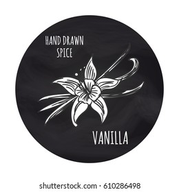 Hand drawn spice vanilla on blackboard, vector illustration. Black and white drawing illustration