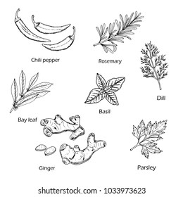 Hand drawn spice and vegetable collection. Vector illustration