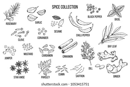 Hand drawn spice and vegetable collection. Vector illustration