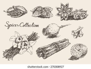 Hand drawn spices and herb collection, isolated on background, vintage vector illustration, engraved style