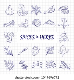 Hand drawn spices and herbs big set on notebook page. Herb and spice natural, leaf aroma parsley, rosemary and ginger. Vector illustration