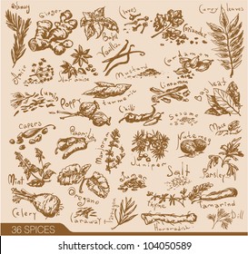 Hand drawn spices and herbs collection. Vector design elements.