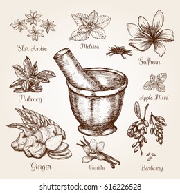 Hand drawn spices with Mortar