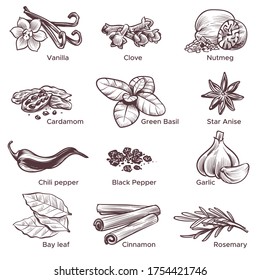 Hand drawn spices. Sketch cooking ingredient vanilla and cinnamon, black pepper and garlic, cardamom, nutmeg. Clove, basil herbs isolated vector set of ingredents