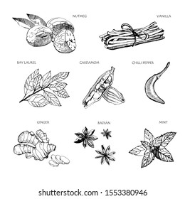 Hand drawn spices. Vanilla and pepper, cardamom and badian , nutmeg and bay leaves, mint and gingerSketch kitchen herbs isolated vector set. Illustration of ingredient herb and spice for cooking.