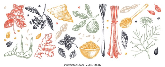 Hand drawn spices vector illustrations. Basil, galangal, cumin, cilantro, turmeric, lemongrass, lime sketches. Kitchen herbs collection. Food design elements NOT AI generated