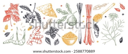 Hand drawn spices vector illustrations. Basil, galangal, cumin, cilantro, turmeric, lemongrass, lime sketches. Kitchen herbs collection. Food design elements NOT AI generated