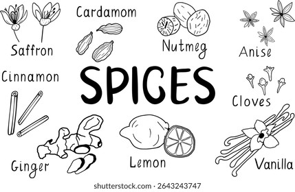 Especiarias desenhadas à mão. Conjunto vetorial: açafrão, gengibre, canela, anis, cravo, baunilha, cardamomo. Plano de fundo isolado da Ilustração de Esboço. Especiarias para cozinhar. Especiarias.