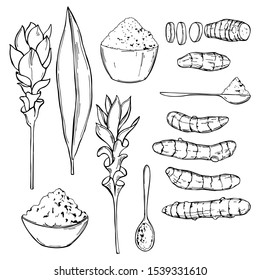 Hand drawn spiceTurmeric. Vector sketch illustration
