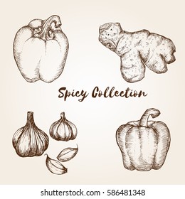 Hand drawn spicy collection