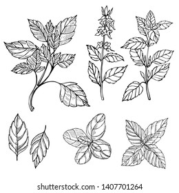  Hand drawn spicy herbs. Basil. Vector sketch  illustration.