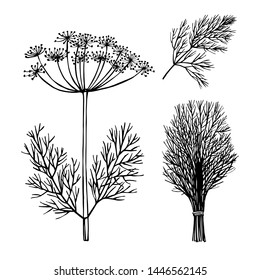  Hand drawn spicy herbs. Dill.  Vector sketch  illustration.