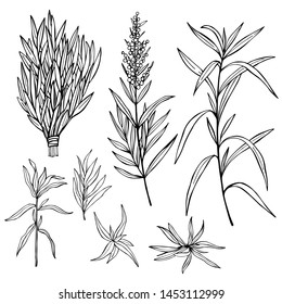 Hand drawn spicy herbs. Estragon. Vector sketch  illustration.