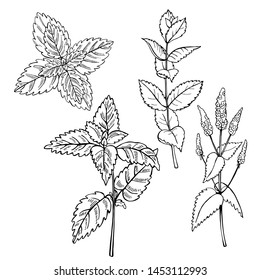  Hand drawn spicy herbs. 
Peppermint. Vector sketch  illustration.