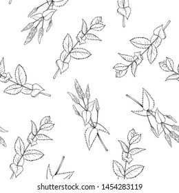 Hand drawn spicy herbs. 
Peppermint. Vector  seamless pattern.