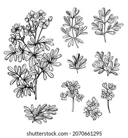  Hand drawn spicy herbs. Ruta graveolens (Garden Rue, Herb of Grace, Rue). Vector sketch  illustration.