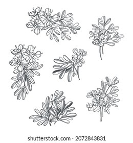  Hand drawn spicy herbs. Ruta graveolens (Garden Rue, Herb of Grace, Rue). Vector sketch  illustration.