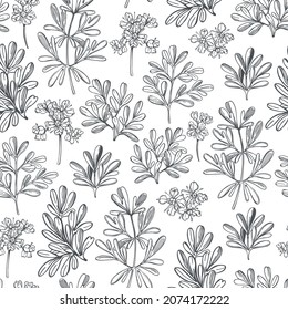  Hand drawn spicy herbs. Ruta graveolens (Garden Rue, Herb of Grace, Rue).Vector  seamless pattern.