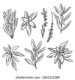  Hand drawn spicy herbs. Sage.  Vector sketch  illustration.