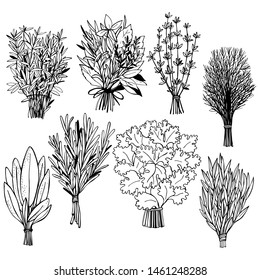  Hand drawn spicy herbs.  Vector sketch  illustration.